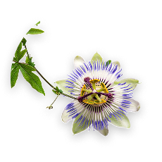 PASSION FLOWER