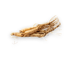 Ginseng