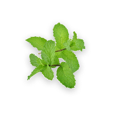 LEMON BALM