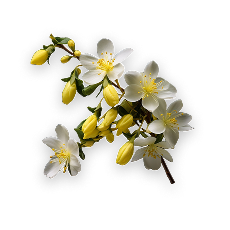 JASMINE
